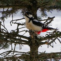 Дятел в городском парке. :: Милешкин Владимир Алексеевич 