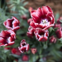 Все вокруг затопило тюльпановой нежностью… :: Любовь 