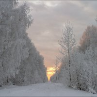 ПРОСЕКА :: Александр Кустов