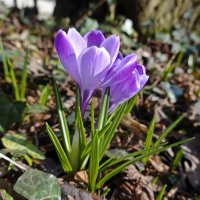 По земле весна гуляет,  Крокус снова расцветёт. ... :: Галина 