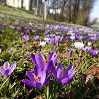 Крошка-крокус, шафран нежный,... :: Галина 