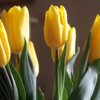 Символ Весны :: олег свирский 