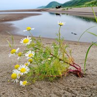 На берегу реки Коврижка. :: Ирина Нафаня