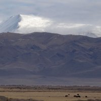 ***** :: владимир 