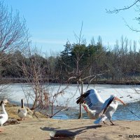 Март в ростовском зоопарке :: Нина Бутко