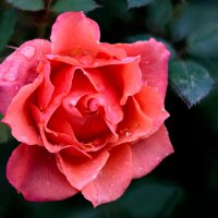 Роза после дождя :: Oleg S