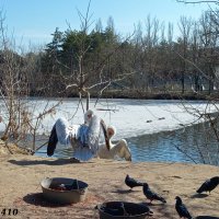 Март в ростовском зоопарке :: Нина Бутко