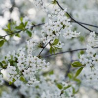 Вишня цветет :: Мария К. Вишня цветет :: Мария К.