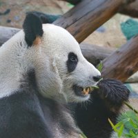 грызём бамбук... :: Andrey Bragin 