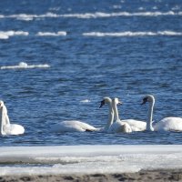 весна :: ИННА ПОРОХОВА