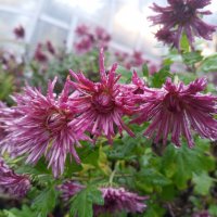 Хризантема :: Сапсан 