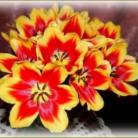 Весенняя улыбка тюльпанов ... :: Валентина Надсон