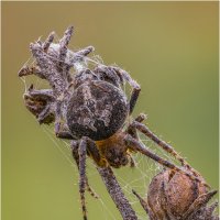Замаскировался-). Паук(Agalenatea redii) :: Александр Григорьев