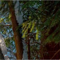 Картинка марта :: Валентин Котляров