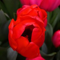 Весна в каждом лепестке. :: Татьяна Помогалова