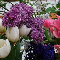 Праздник весенних цветов. :: Татьяна Помогалова