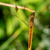 Летнее макро. :: Владимир Лазарев