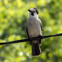 Сойка. :: Alexander Amromin