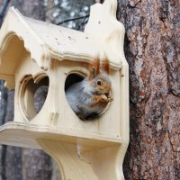 Новый домик ей понравился :: Галина Нестратова