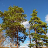 А сосны рвутся в небо... :: nadyasilyuk Вознюк