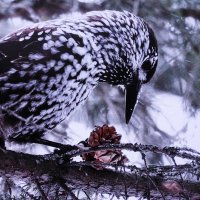 Проголодалась кедровка :: Людмила Смородинская