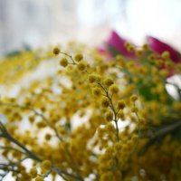 Мимоза, как привет из детства :: Lersa 