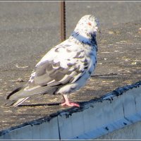 С ошейником :: Сеня Белгородский
