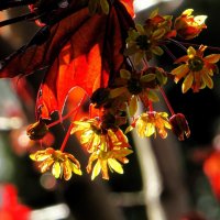 Красный клен цветет :: Лариса С.