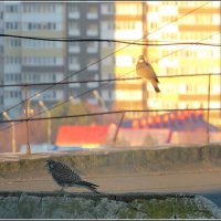 Иногородцы :: Сеня Белгородский