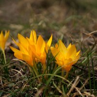 Весна ! :: Вен Гъновски