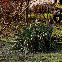 Весна идёт :: Юрий Гайворонскiий