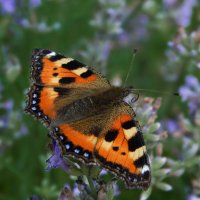 Шоколадница :: Александр Ковальчук
