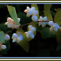 Снежноягодник :: Владимир Кроливец