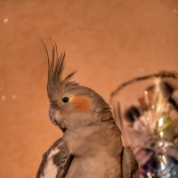 Варюша. :: Станислав Мутовин