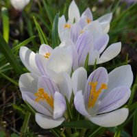 Крокусы чистые, хрупкие, светлые, ... :: Галина 