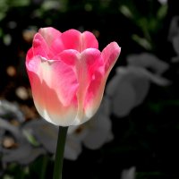 Ждём весну! :: Светлана 