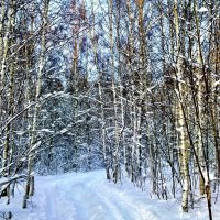 лыжня в лесу :: Владимир 
