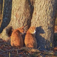 Жители Ривьеры! :: Лилия *