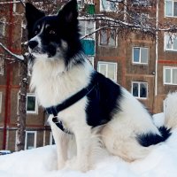 Бим :: Дмитрий (Горыныч) Симагин