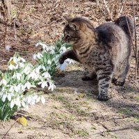 Весеннее жужжание... :: Наталья 