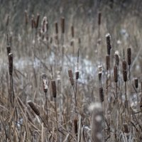 В тиши собрались камыши :: sorovey Sol