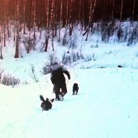 Утренняя прогулка на даче :: Ольга Довженко