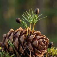 Кедровая шишка весной :: Лилия 