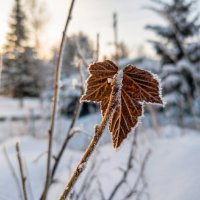 Лист смородины зимой :: Лилия 