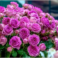 Про цветы... :: Aquarius - Сергей