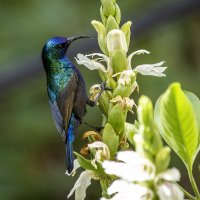 Палестинская нектарница. :: Alexander Amromin