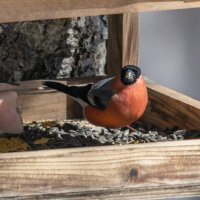 Снегирь :: Виктор Иванович Чернюк