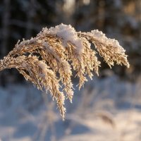 сухостой в снегу :: Лилия 