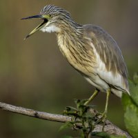 Жёлтая цапля. :: Alexander Amromin