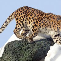 Зоопарк 10 марта :: Михаил Бибичков